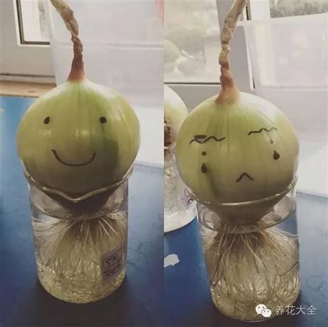 水種洋蔥開花